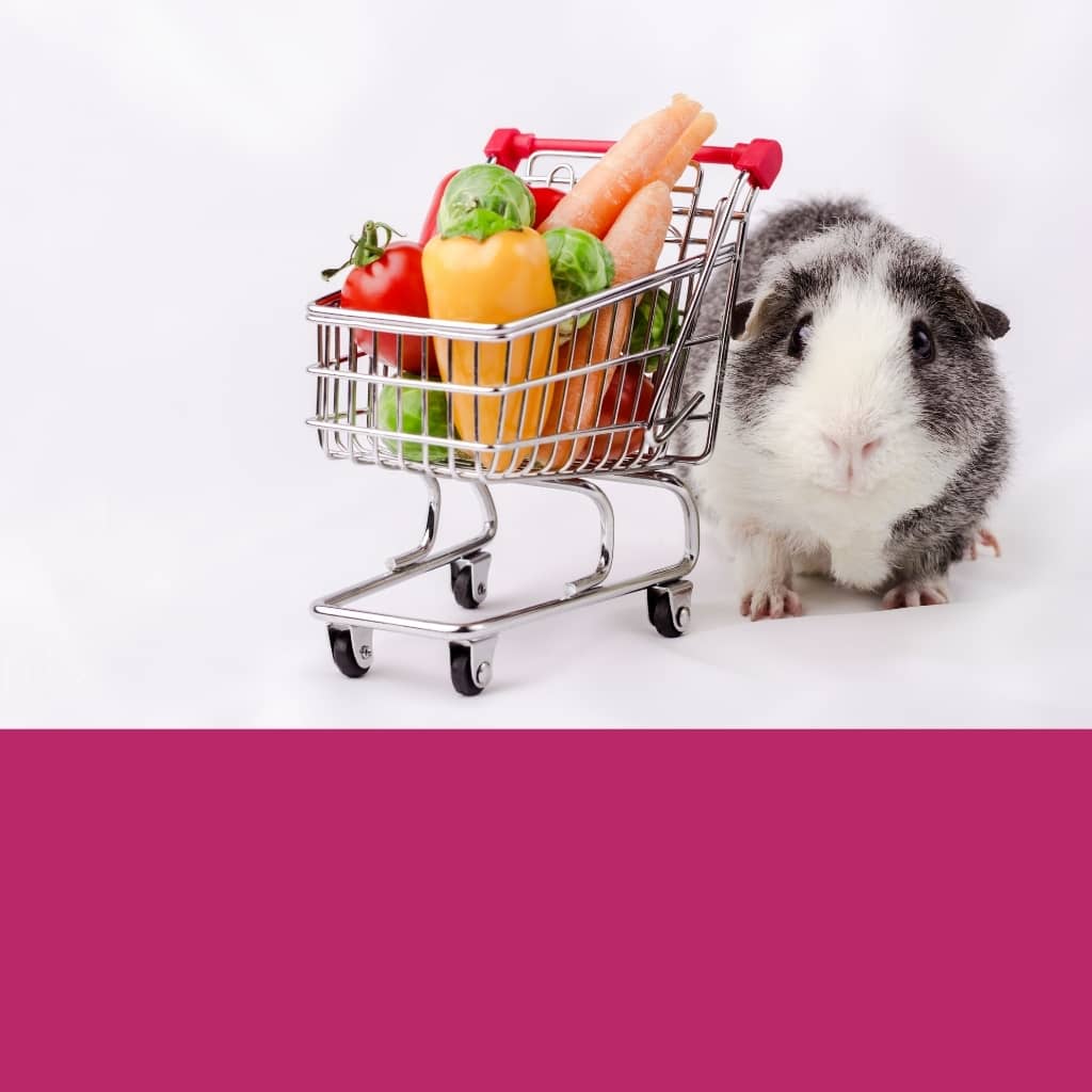 How to Care for My Guinea Pig Shop