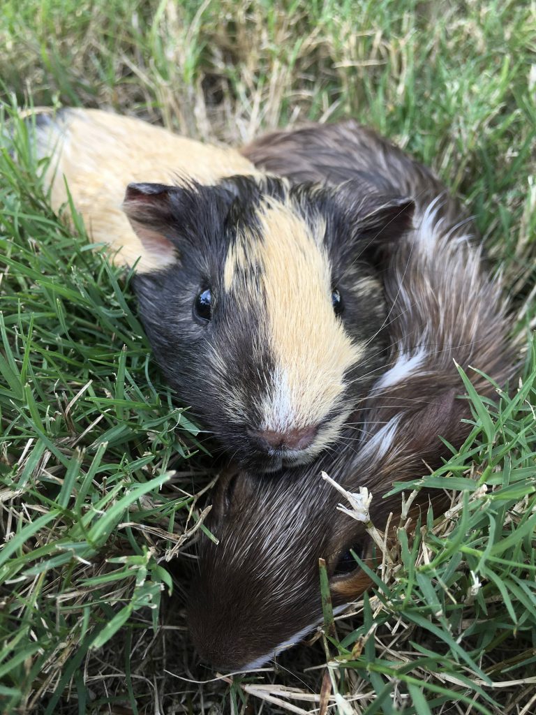 baby guinea pigs in grass