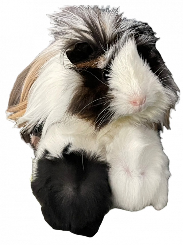 Two Week Old Guinea Pigs – Pip and Oswald Eating Hay