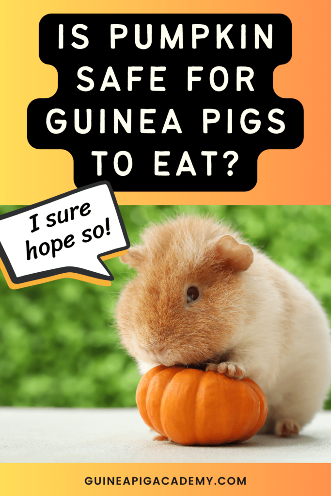 Can guinea pigs eat pumpkin?
