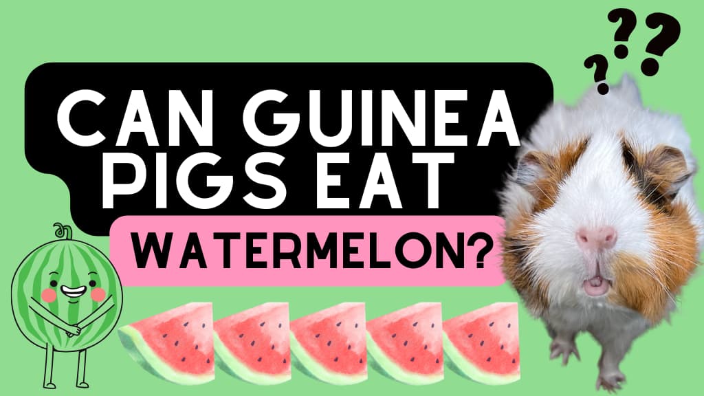 Can Guinea Pigs Eat Watermelon? Discover a Sweet Surprise!