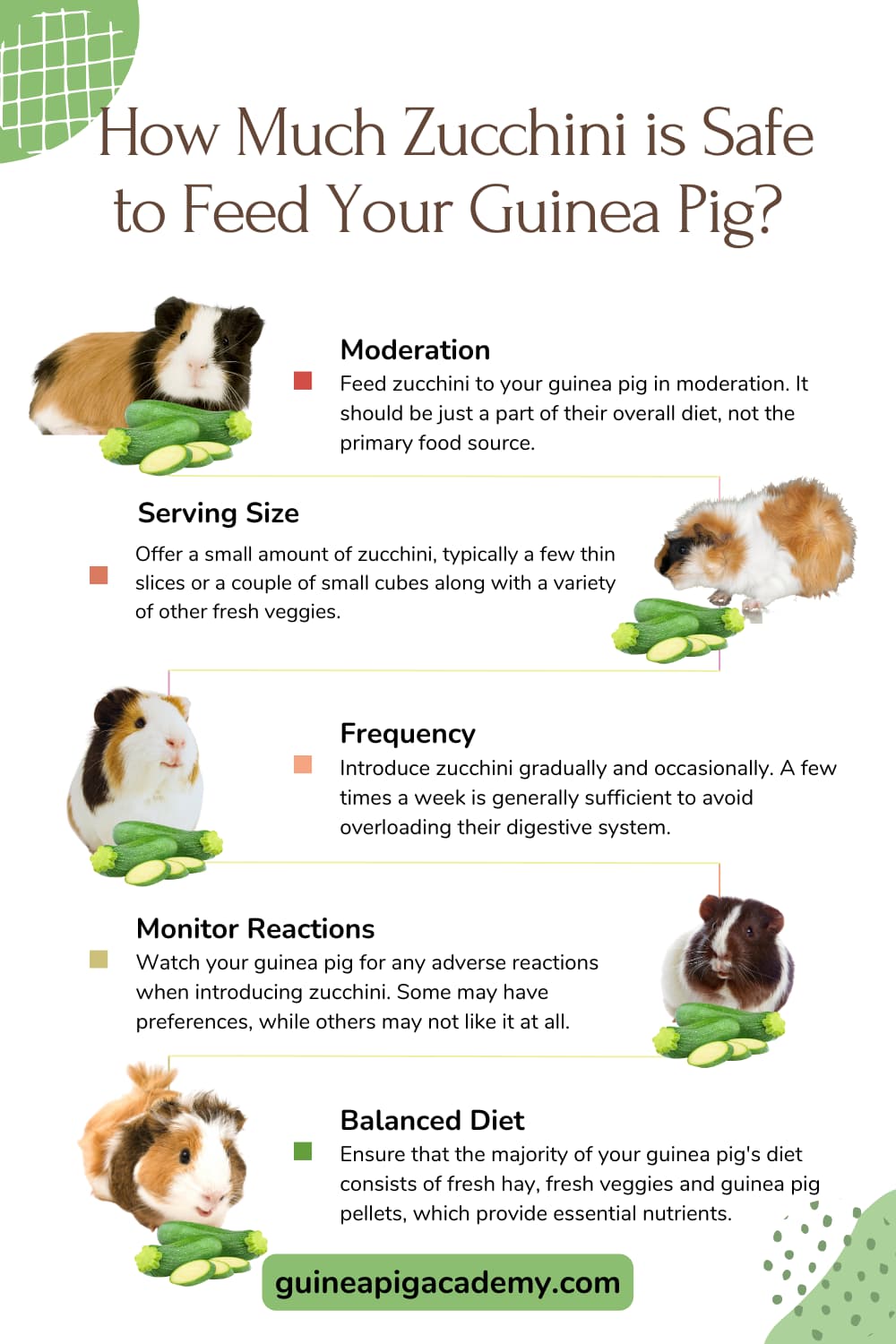 Photo inspiration: Guinea Pig Digestive Health For Skin Reference: Can Guinea Pigs Eat Zucchini Boost Your Furry Friend S