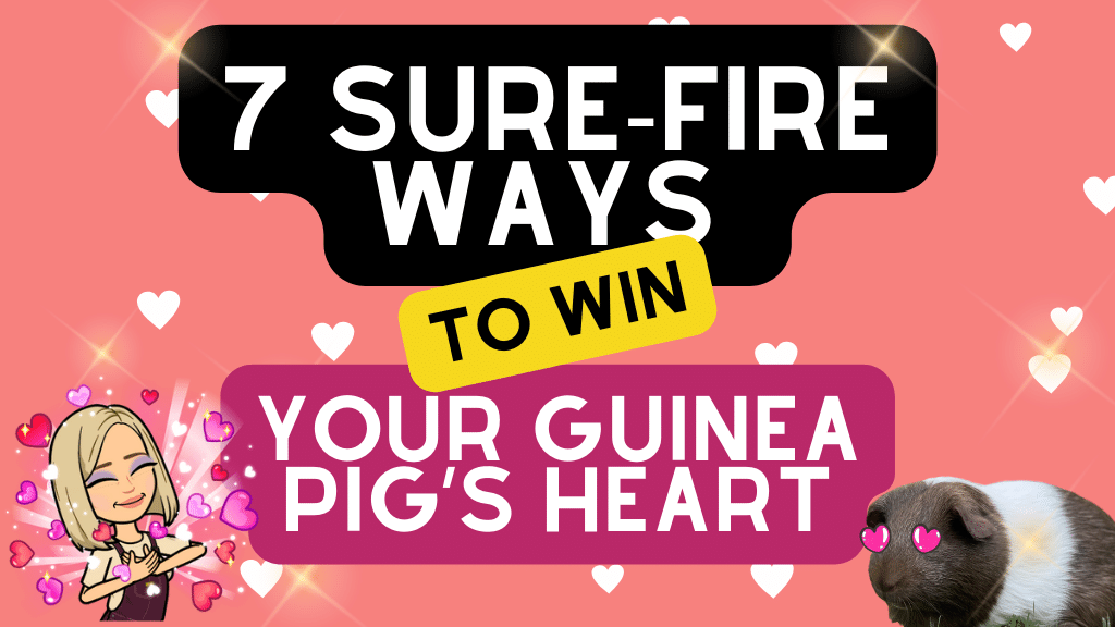 7 Sure-Fire Ways to Win Your Guinea Pigs Heart (And have them eating out of the palm of your hand…literally!)