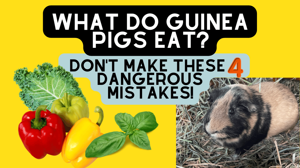 What Do Guinea Pigs Eat? Dangerous Guinea Pig Feeding Mistakes to Avoid