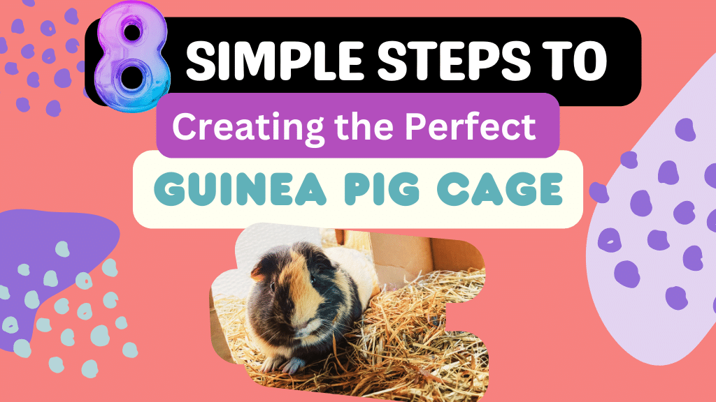 8 Simple Steps to Creating the Perfect Cage for Guinea Pigs