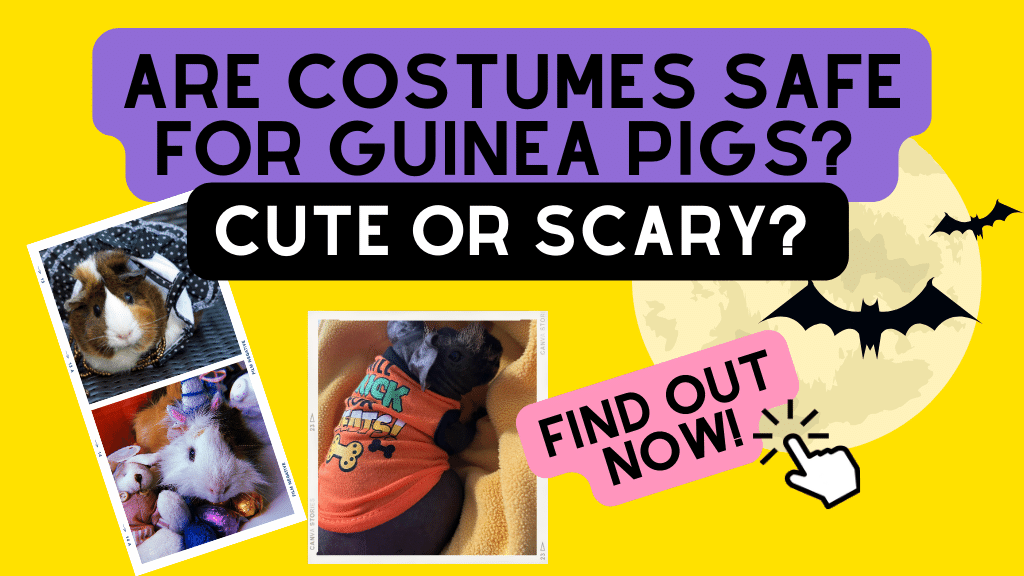 Are Costumes Safe for Guinea Pigs? Cute or Scary? Find Out Now!