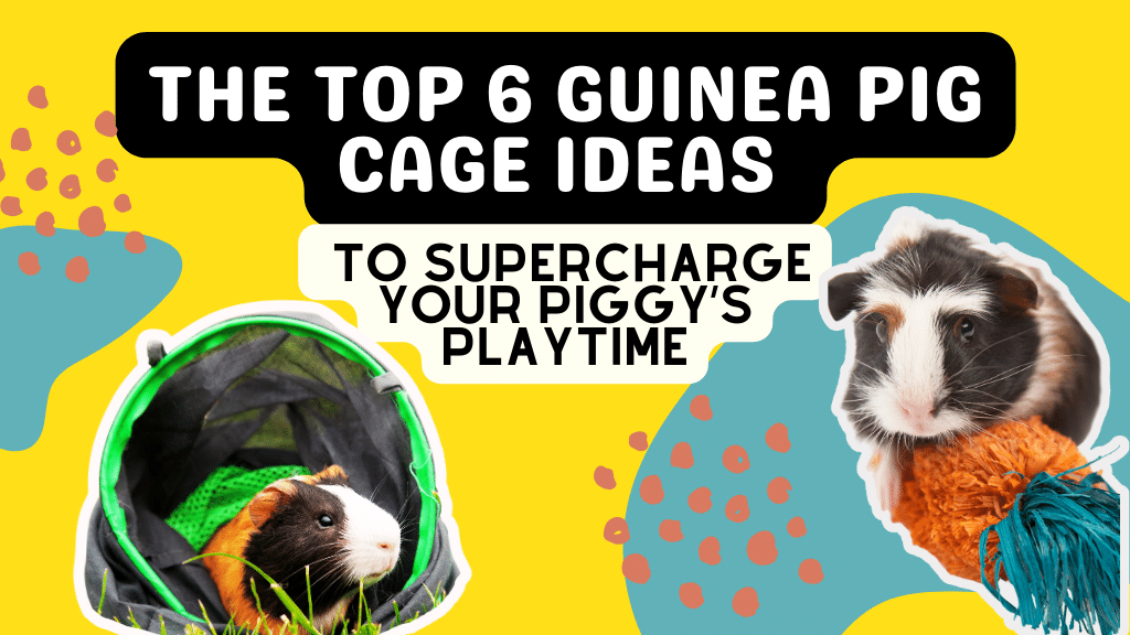 The Top 6 Guinea Pig Cage Ideas to Supercharge Your Guinea Pig’s Playtime