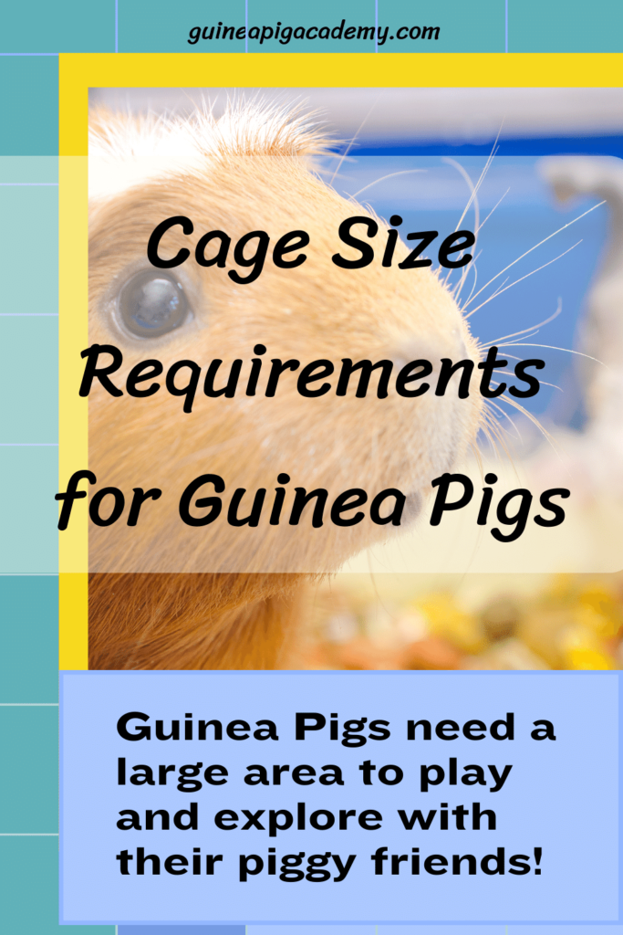 Cage size requirements for guinea pigs.