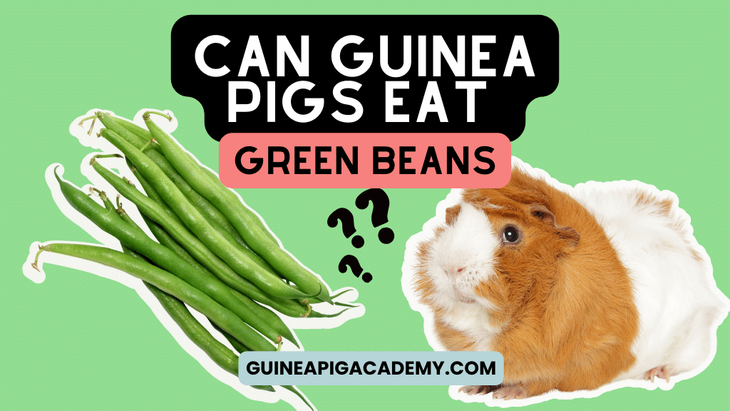 Can Guinea Pigs Eat Green Beans Safely? Find Out Here!
