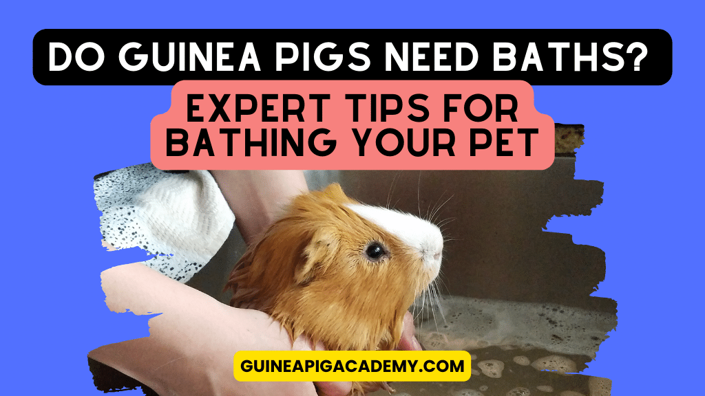 Do Guinea Pigs Need Baths? Expert Tips for Safely Bathing Your Pet