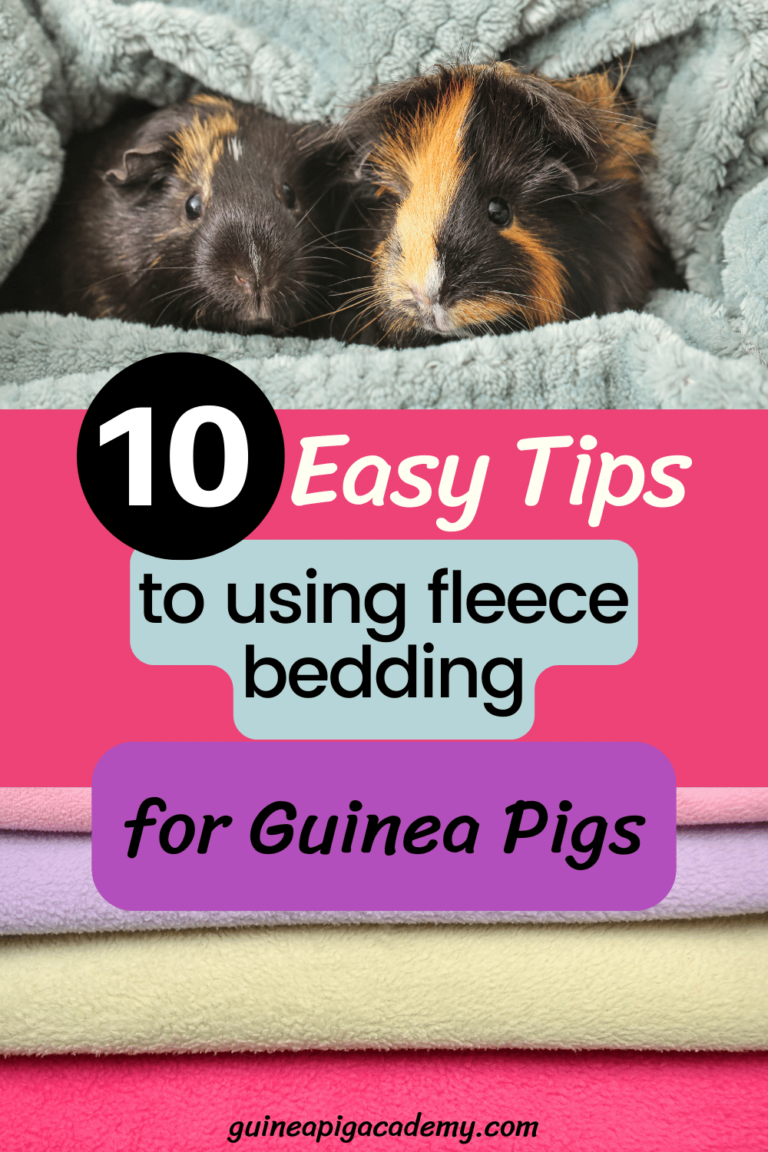 Image showcasing How To Wick Guinea Pig Fleece Bedding in 10 Easy Tips - Guinea Pig Academy