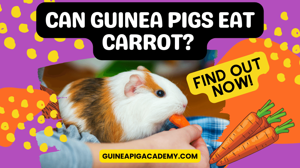 Can Guinea Pigs Eat Carrot: A Guide to Safe and Healthy Feeding