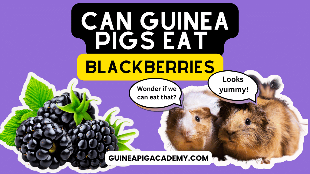 Can Guinea Pigs Eat Blackberries: Discover a Tasty Healthy Snack