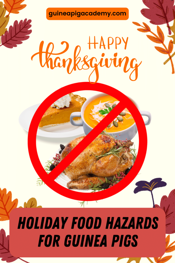 The potential hazards of Thanksgiving treats for guinea pigs.