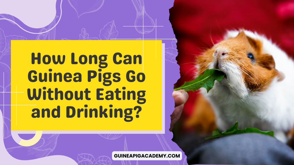 How Long Can Guinea Pigs Go Without Eating and Drinking?